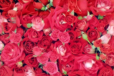 Love Rose, Images For Love Rose And Wallpapers.   Love Is Everything