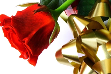 Beautiful red love rose hd wallpapers