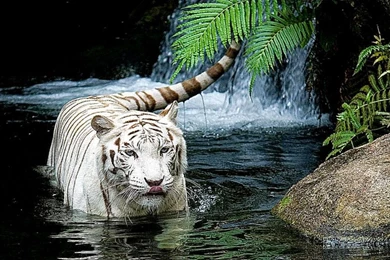 Tiger in lake photos best Computer backgrounds hd.jpg
