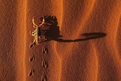 Scorpion Pictures   Dangerous Scorpion Pictures