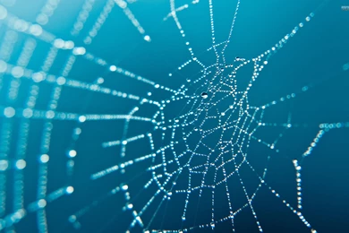 Spider Web   Wallpaper.