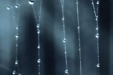 Spider iPhone 5s Wallpapers