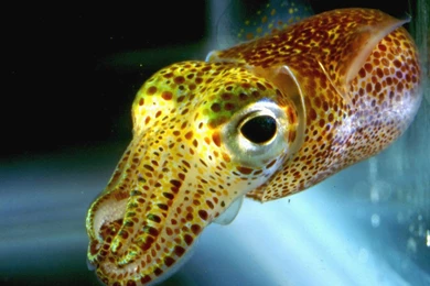 Squid Desktop And Mobile Wallpapers Animals Town