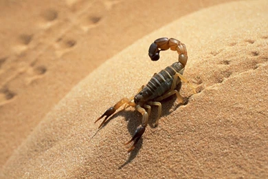 Scorpio Beautiful Latest HD Wallpapers 2014