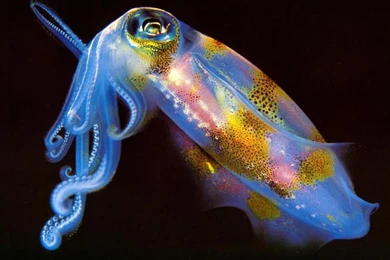 Wallpapers Squid Girl Normal Hd 1024x768