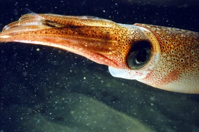 Free Squid Wallpapers Animals Town