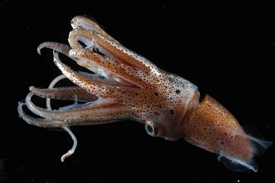 Squid Wallpapers And Backgrounds Animals Town