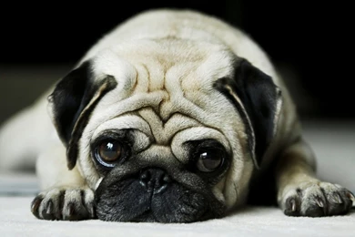 Pug S Wallpapers
