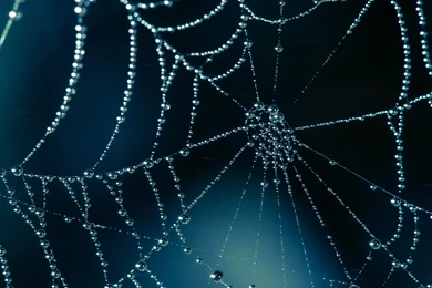 Spider Web   Wallpaper.
