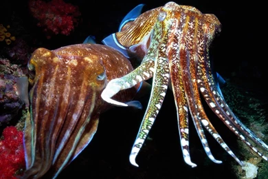 Download Wallpapers 1920x1080 Squid, Tentacles, Swimming ...