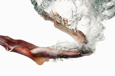 SQUID Underwater Ocean Sea Sealife Wallpapers