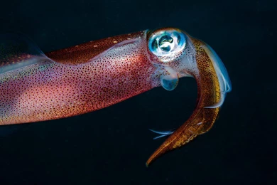 Squid Underwater Ocean Sea Sealife Backgrounds Free >> HD Wallpapers ...