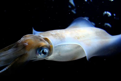 Squid Animal (id: 190464) – BUZZERG