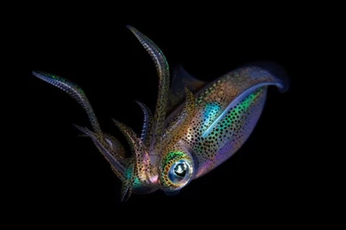 The Biomimicry Manual: What Can The Octopus Teach Us About Touch ...