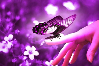 Beautiful Wallpapers