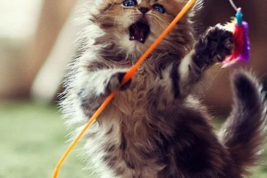 Beautiful iPhone 5 Wallpapers