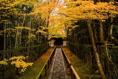 Beautiful Scenic Path iPhone 5 Wallpapers (640x1136)