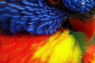 20 Best Creative, Beautiful & Colorful iPhone Wallpapers & Backgrounds