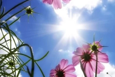 Beautiful iPhone 5s Wallpapers