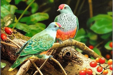 3d And HD Birds Flying Angry Picture Wallpapers Free Download