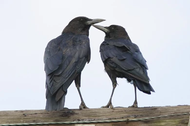 Crow Pair Hd Wallpapers   Wallpaperss HD