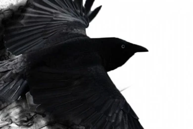 Samsung Galaxy S3 Crow Wallpapers HD, Desktop Backgrounds 720x1280