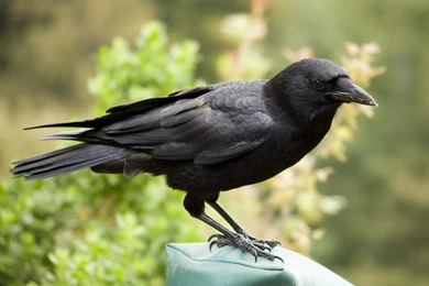 1072x800px Black Crow