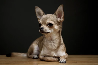 Chihuahua Wallpapers   Wallpapers Cave