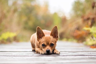 Chihuahua wallpaper hd 130912 1280x1024.jpg