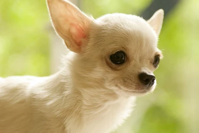 Free Wallpapers   Free Animal Wallpapers   Chihuahua Wallpapers ...