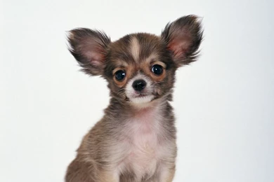 Download Chihuahua Wallpapers For IPad