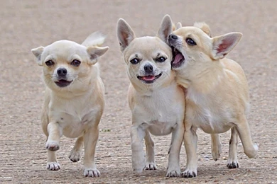 Chihuahua Dog Wallpapers