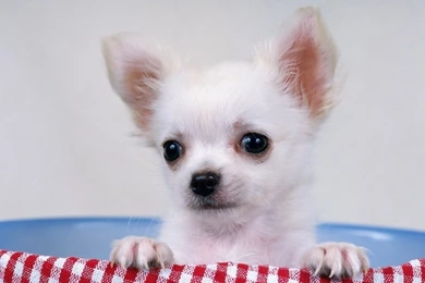 Chihuahua Wallpapers   Dogs Wallpapers (7013880)   Fanpop