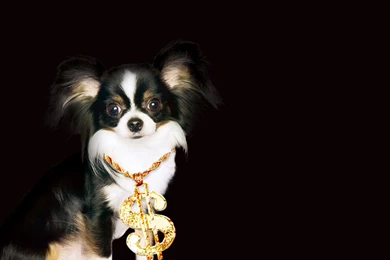 Winning Chihuahua   Chihuahuas Wallpapers (9414453)   Fanpop