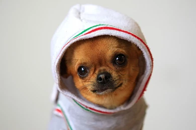 Cute Chihuahua Exclusive HD Wallpapers