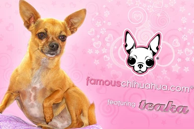 Download Free Famous Chihuahua Wallpapers