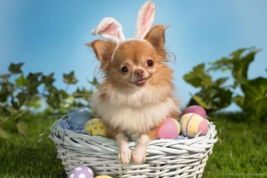 Download Easter Chihuahua Wallpapers For Blackberry Playbook