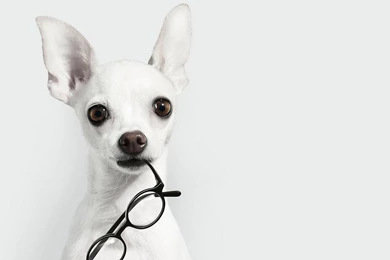 White Animals Dogs Glasses Chihuahua White Backgrounds Wallpapers ...