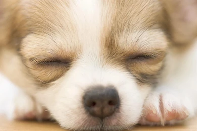 Chihuahua Wallpapers   139968