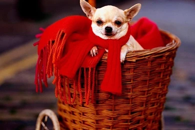 Chihuahua Wallpapers   Dogs Wallpapers (7013865)   Fanpop