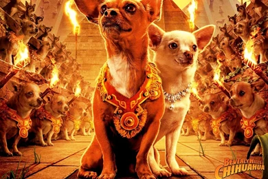 Top 10 Chihuahua Wallpapers