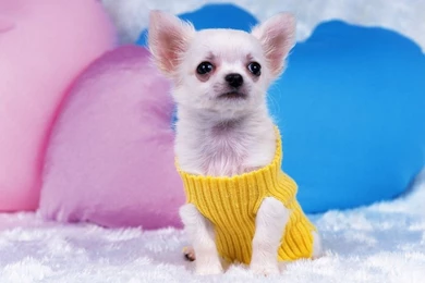Free Wallpapers   Free Animal Wallpapers   Chihuahua Wallpapers ...