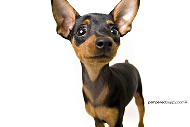 Chihuahua   Chihuahuas Wallpapers (13518344)   Fanpop