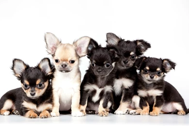 Chihuahua Dog Puppy Baby Wallpapers