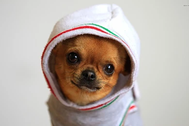 Chihuahua Wallpapers HD Download