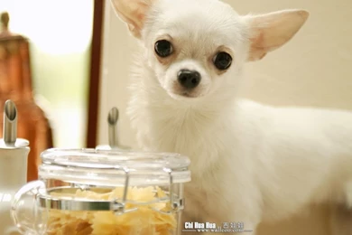 Chihuahua Puppy Wallpapers  Chihuahua Pictures 1024x768 NO.7 ...