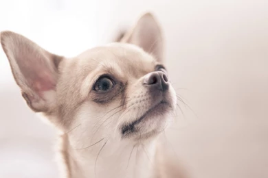 Dog Chihuahua Wallpapers And Images   Wallpapers, Pictures, Photos