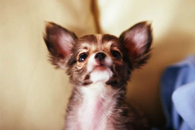 Looking Up !!   Chihuahuas Wallpapers (9477831)   Fanpop