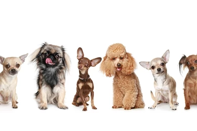 Happy dogs 2560x1440 wallpaper 8612.jpg
