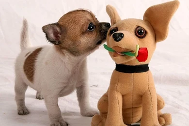 Symhelecour: Chihuahua Wallpapers